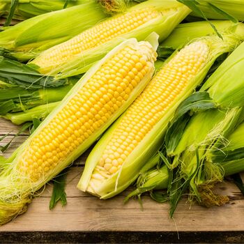 Sweetcorn 'Earlibird' 18 X Plant Pack, 5 of 6