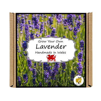 Gardening Gift. Lavender Flowers Growing Kit, 4 of 4