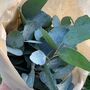 Fresh Cut Eucalyptus Stems Cinerea, thumbnail 2 of 8