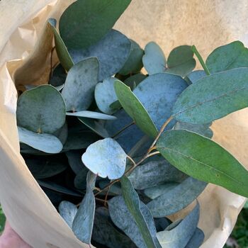 Fresh Cut Eucalyptus Stems Cinerea, 2 of 8