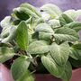 Herb Plants English Sage Two X 9cm Pots, thumbnail 4 of 5