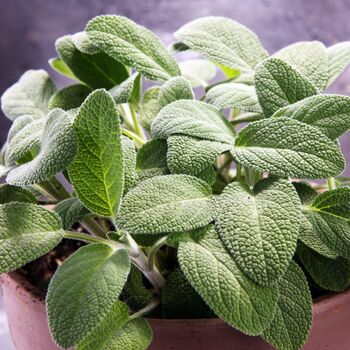 Herb Plants English Sage Two X 9cm Pots, 4 of 5
