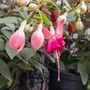 Perennial Fuchsia Paula Jane One Plant In One L Pot, thumbnail 4 of 5