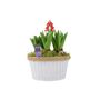 Christmas Hyacinth Bowl – 5 Festive Fragrant Bulbs, thumbnail 5 of 8