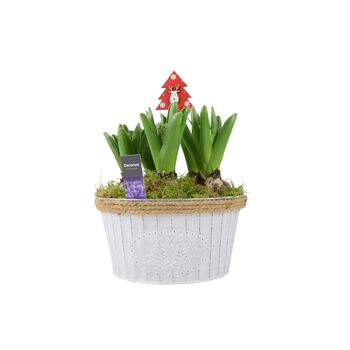 Christmas Hyacinth Bowl – 5 Festive Fragrant Bulbs, 5 of 8