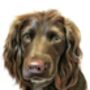 Pet Portrait In Pastel Pencil Drawing Painting, thumbnail 4 of 8