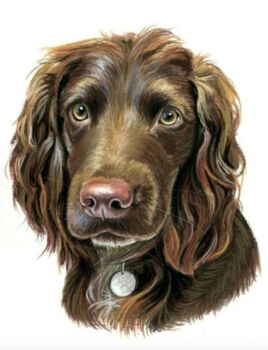Pet Portrait In Pastel Pencil Drawing Painting, 4 of 8