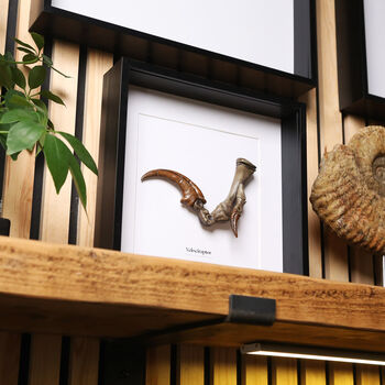 Velociraptor Dinosaur Claw Replica Wall Hanging Frame, 2 of 4