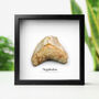Megalodon Tooth Fragment Frame Fossil Home Decor, thumbnail 1 of 4