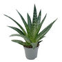Amazing Aloe Vera Plants Mix, thumbnail 4 of 7