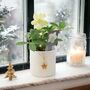 Helleborus Christmas Carol In Ceramic Festive Pot, thumbnail 1 of 2