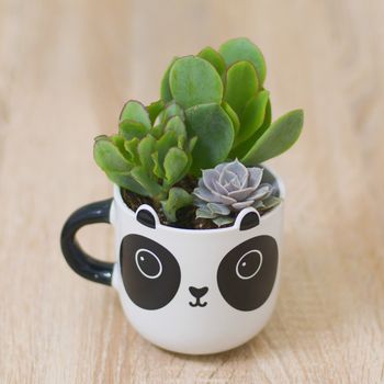 Panda Mug Planter With Choices Of Plants, 2 of 3