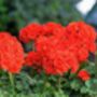 Flowers Geranium 'Deep Scarlet' 20 X Plant Pack, thumbnail 2 of 5