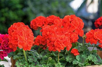 Flowers Geranium 'Deep Scarlet' 20 X Plant Pack, 2 of 5