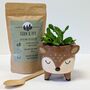 Plant Your Own Succulent Kit With Deer Pot, thumbnail 2 of 5