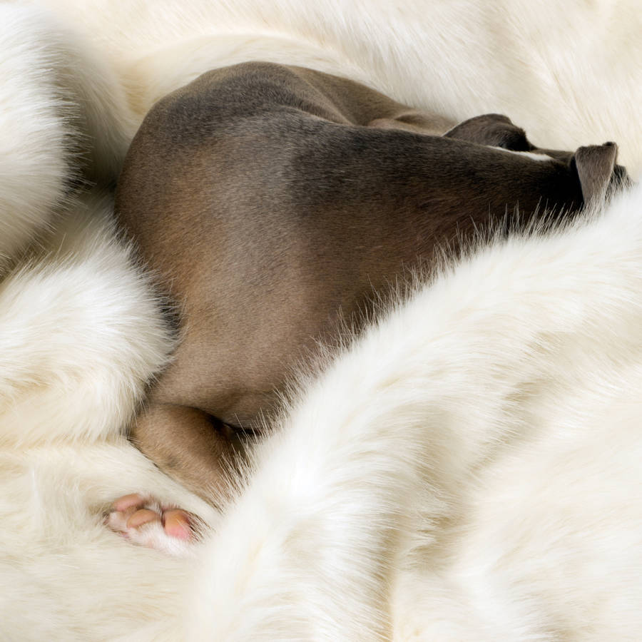 Polar Bear Faux Fur Pet Blanket, 1 of 4
