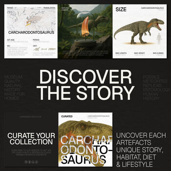 Large Carcharodontosaurus Tooth Real Dinosaur Fossil Bell Jar, 3 of 4