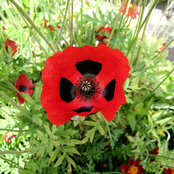 Grow Your Own Ladybird Poppies. Poppy Growing Kit, 3 of 4