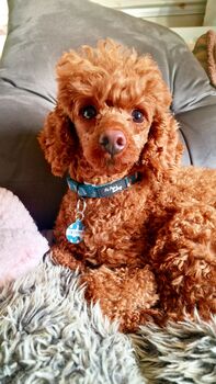 Wild Meadow Bunny Dog Harness With Optional Set, 7 of 12