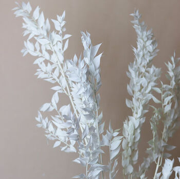 Natural Bleached White Leaf Ruscus Long Stems, 3 of 4