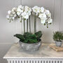 Orchid Phalaenopsis Plants In Stone Look Bowl, thumbnail 1 of 4