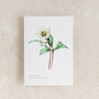 Hellebore Floral Watercolour Greetings Card, thumbnail 2 of 2