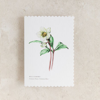 Hellebore Floral Watercolour Greetings Card, 2 of 2