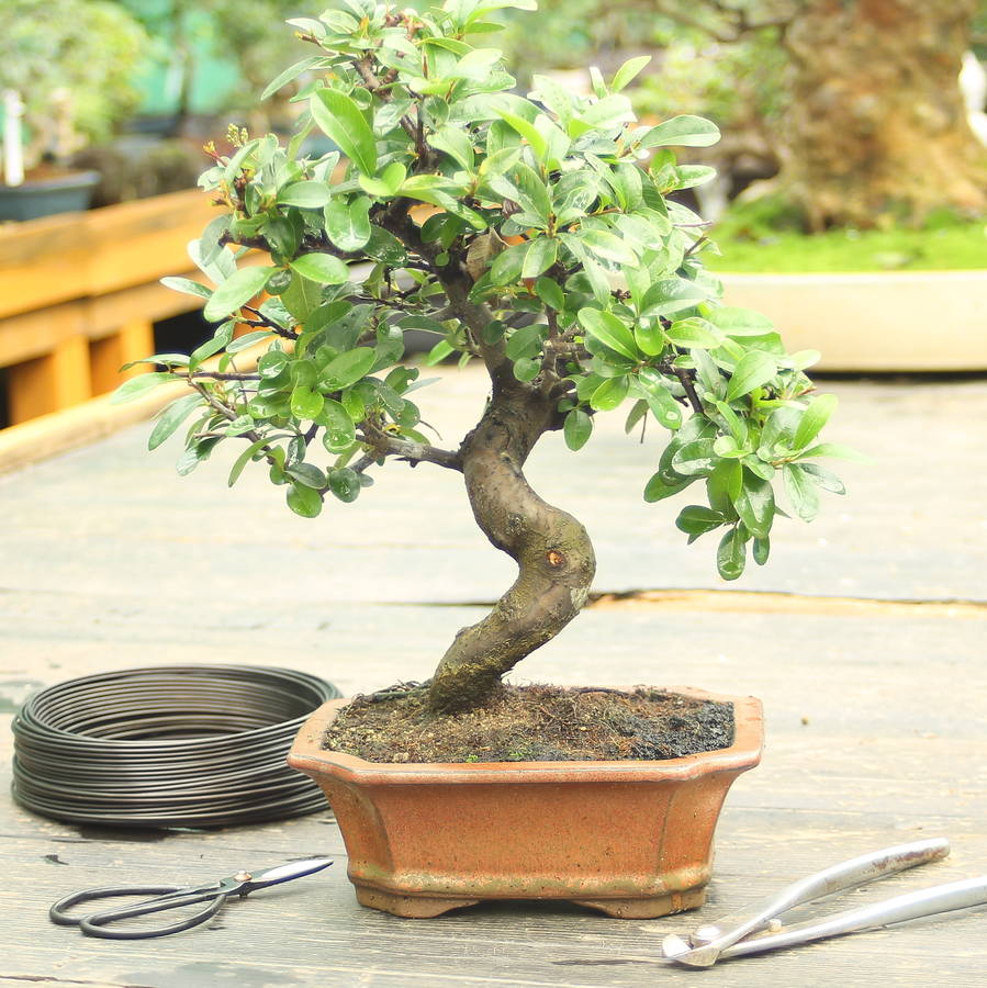 25+ Pyracantha Bonsai Care Tips - Hobby plan