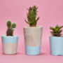 Concrete Pot Small With Cactus/ Succulent In Baby Blue, thumbnail 5 of 5