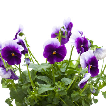 Flowers Viola 'Beaconsfield' 20 X Plant Pack, 6 of 6