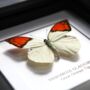 Great Orange Tip Insect Bug Moth Butterfly Box Frame Entomology Taxidermy Interior Design Modern Home Decor Wall Hanging Gift Ornament, thumbnail 2 of 4