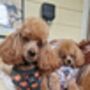 Little Pumpkin Bear Cub Dog Harness, thumbnail 6 of 8