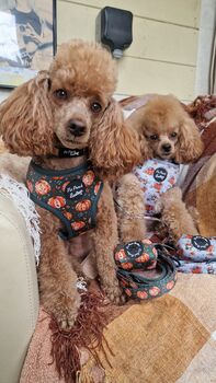 Little Pumpkin Bear Cub Dog Harness, 6 of 8