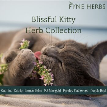 Blissful Kitty Herb Collection, 2 of 11