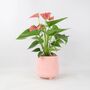 Pink Flamingo Flower Anthurium In 12cm Pot, thumbnail 6 of 8