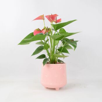 Pink Flamingo Flower Anthurium In 12cm Pot, 6 of 8
