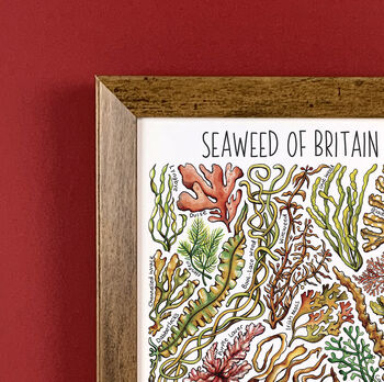 Seaweed Of Britain Wildlife Watercolour Print, 2 of 6