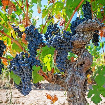 Malbec Canned Wine Case Of 24, 3 of 6