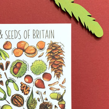 Nuts And Seeds Of Britain Postcard, 7 of 8