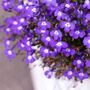 Flowers Lobelia 'Crystal Palace' 20 X Plant Pack, thumbnail 6 of 6