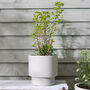 Noma Beige Footed Planter, thumbnail 2 of 8