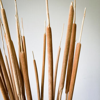 Bulrush Reed Natural 20 Stems, 5 of 8