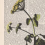 Cow Parsnip, Vintage Collection Print, thumbnail 2 of 7