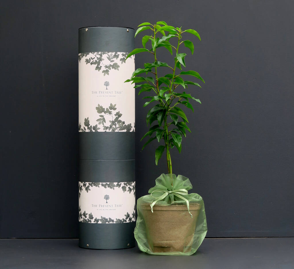 entwined cherry tree gift by the present tree