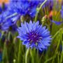 Flowering Plants 'Cornflower' Three X 9cm Pots, thumbnail 4 of 4