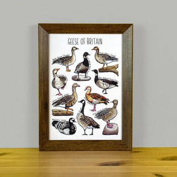 Geese Of Britain Wildlife Print, 9 of 9