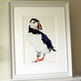 Puffin Pride, thumbnail 1 of 2