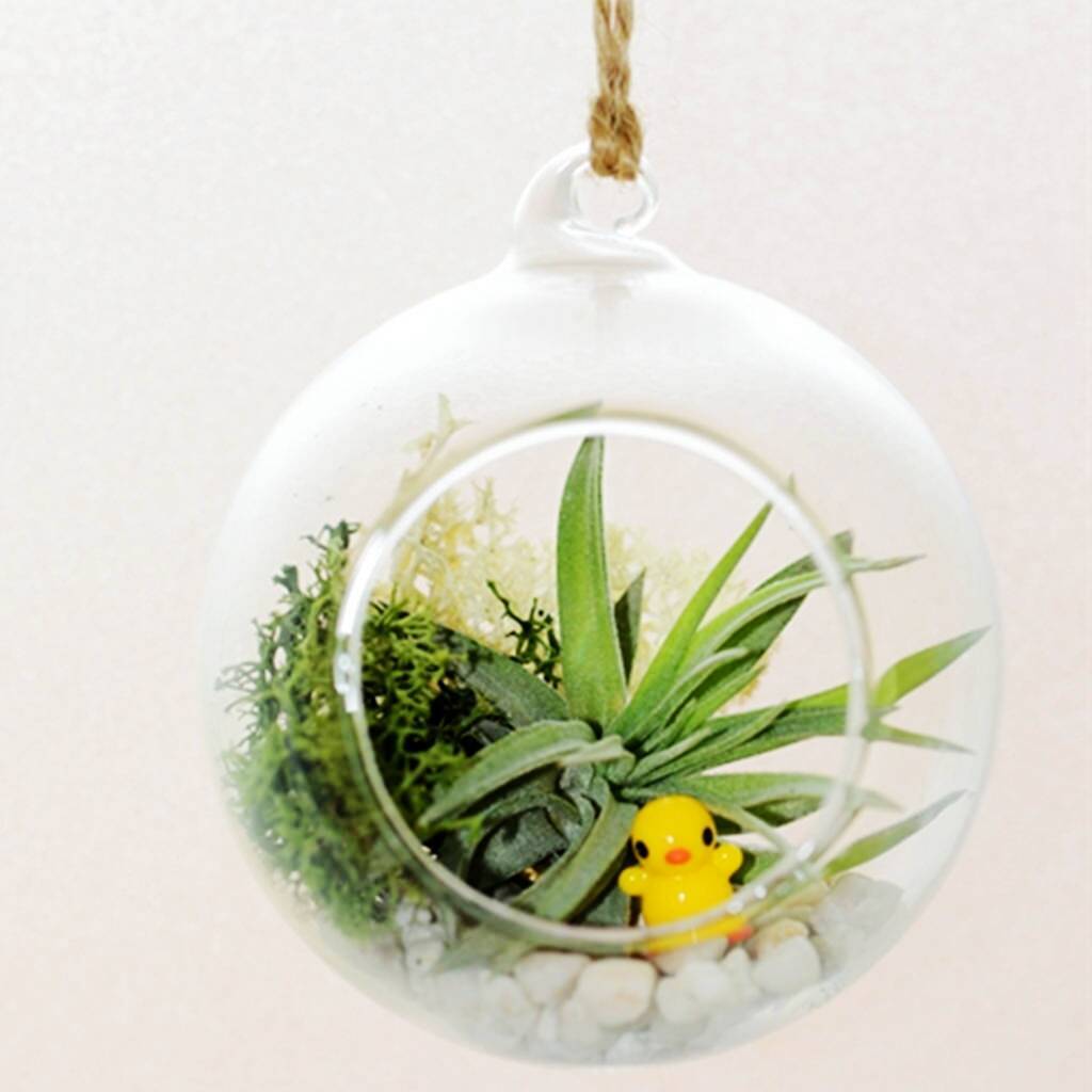 Hanging Glass Air Plant Orb Vase Christmas Decoration By DingaDing