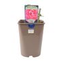 Mum In A Million Rose Bush – Fragrant Pink Gift Rose, thumbnail 7 of 7