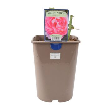 Mum In A Million Rose Bush – Fragrant Pink Gift Rose, 7 of 7